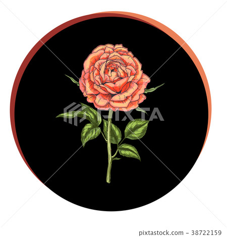 Beautiful rose flower in a black circle.  38722159