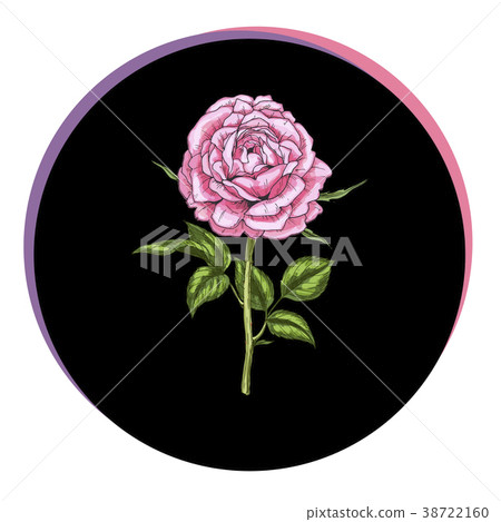 Beautiful rose flower in a black circle.  38722160