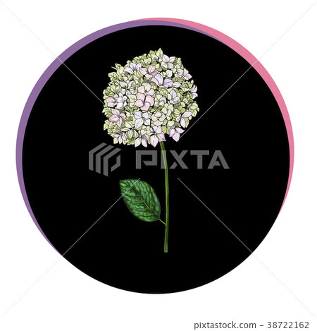 Beautiful phlox flower in a black circle.  38722162