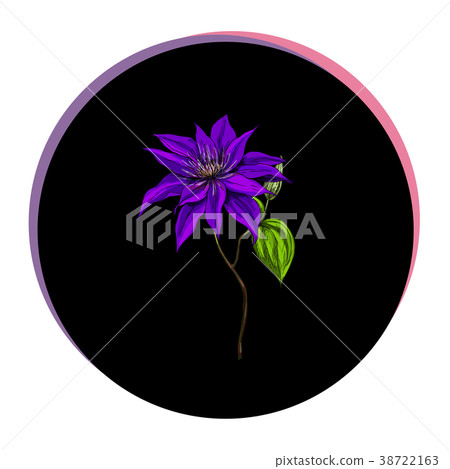Beautiful clematis flower in a black circle.  38722163