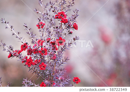 Red gourd flower Red gourd flower 38722349