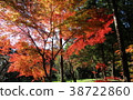 Autumn leaves of Hirin 38722860