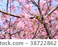 Kawazu cherry tree 38722862