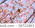 Kawazu cherry tree (2) 38722863