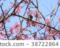 Kawazu cherry tree (3) 38722864