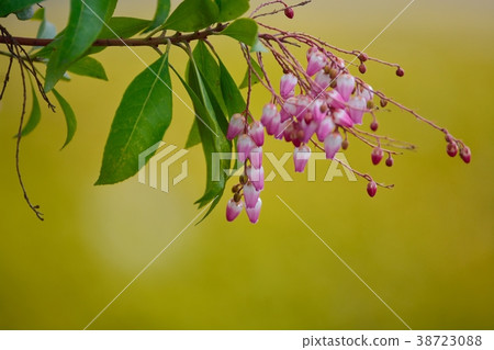 Acebi flower Acebi flower 38723088