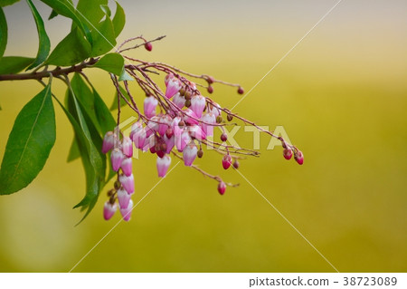 阿塞比花 38723089