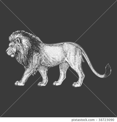 Zoo. African fauna. Lion, wild cat. Hand drawn 38723090