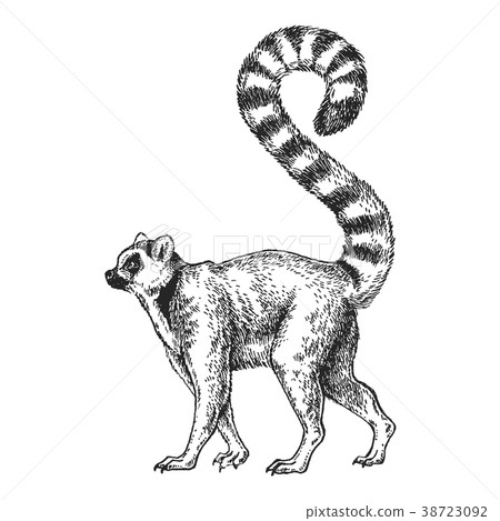 Zoo. African fauna. Lemur, madagascar. Hand drawn 38723092