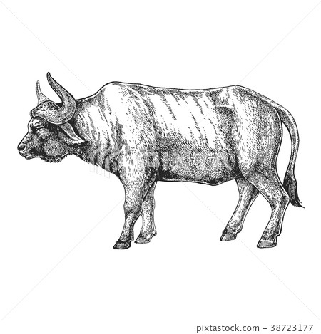 Zoo. African fauna. Bull, ox, buffalo. Hand drawn Zoo. African fauna. Bull, ox, buffalo. Hand drawn 38723177