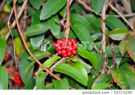 Sanekazura水果 38723299