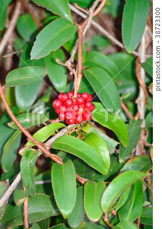 Sanekazura fruit 38723300