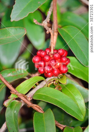 Sanekazura水果 Sanekazura水果 38723301