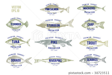 Hand drawn illustrations of fish with names in 38723511