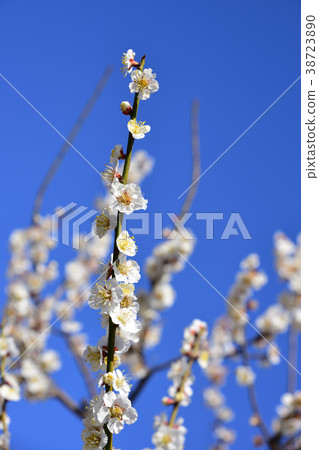 池田市Suigetsu公園白色李子開花和藍天 池田市Suigetsu公園白色李子開花和藍天 38723890