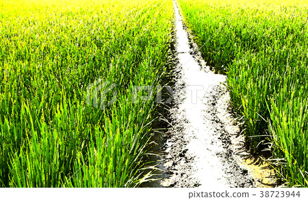 paddy paddy 38723944