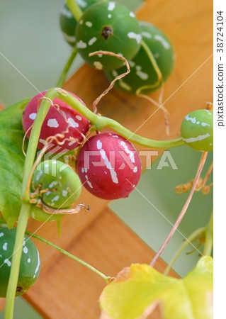 Okinawan melon Okinawan melon 38724104