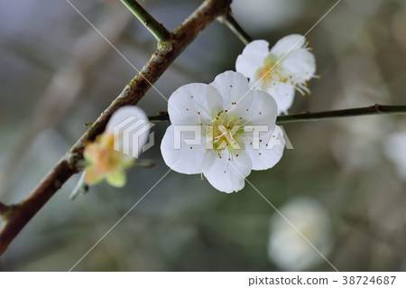 Plum blossoms in spring and spring. Plum blossoms in spring and spring. 38724687
