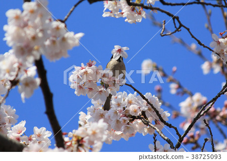 櫻桃和麻雀餐03 38725093