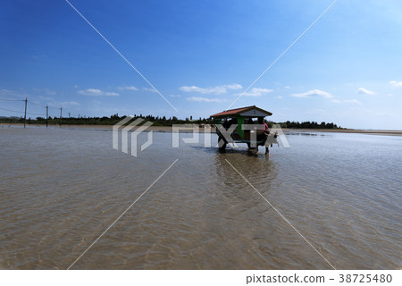 Water buffalo car of Yufu Island 38725480