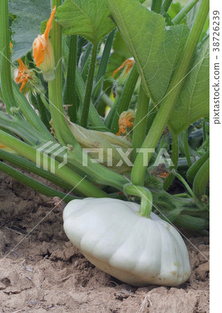 Pattypan White Squash 38726239