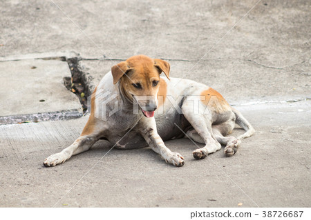 Thai dirty dog. 38726687