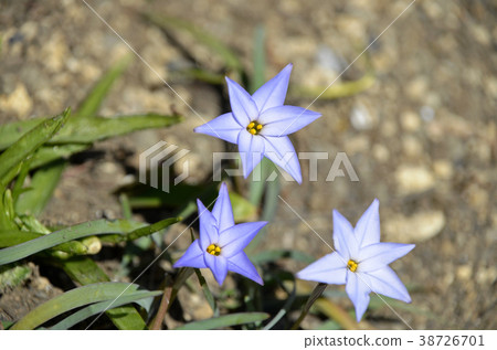 Hananira (Hana) 38726701