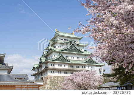 名古屋城堡和櫻花 38726725