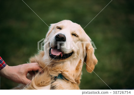 Close View Of Funny Young Happy Labrador Retriever 38726754