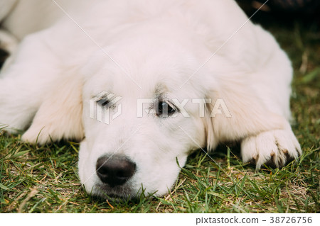 Close View Of Beautiful White Dog Labrador Puppy Close View Of Beautiful White Dog Labrador Puppy 38726756
