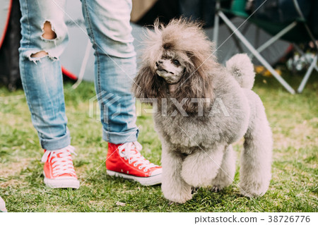 Gray Poodle Standing Near Woman Feet In Green Gray Poodle Standing Near Woman Feet In Green 38726776