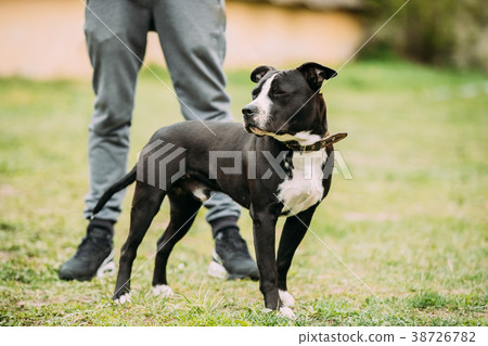 Young American Staffordshire Terrier Dog Standing 38726782
