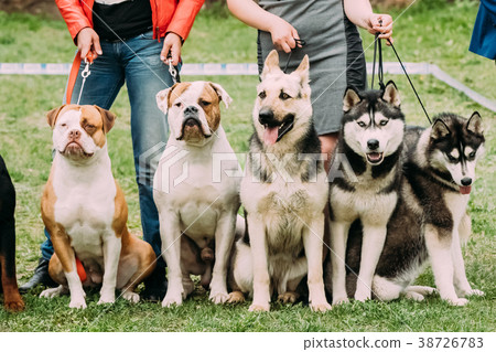 Two American Bulldog Dog, Alsatian Wolf Dog Or Two American Bulldog Dog, Alsatian Wolf Dog Or 38726783