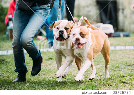 Two American Bulldog Dog Running Near Man In Green 38726784