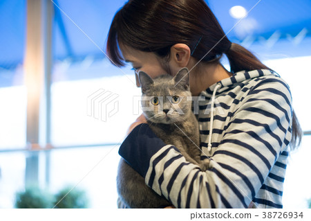 Cat Animal Therapy British Shorthair Cat Animal Therapy British Shorthair 38726934