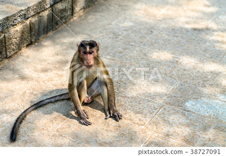 Bonnet macaque on Elephanta Island near Mumbai in 38727091