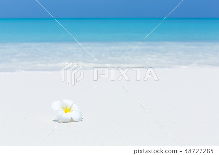 White plumeria flowers on tropical beach 38727285