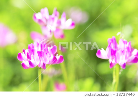 Lotus flower Lotus flower 38727440