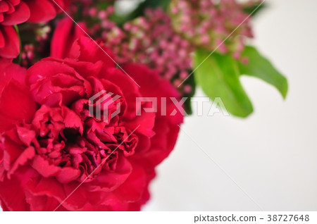 Red carnation 38727648