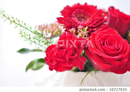 Red carnation Red carnation 38727650