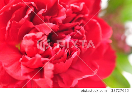 Red carnation Red carnation 38727653
