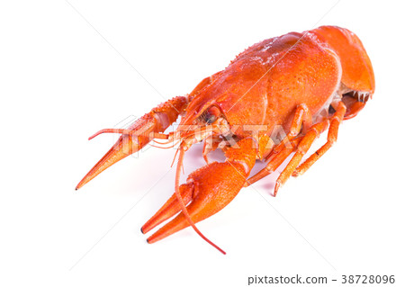 Crayfish on white background Crayfish on white background 38728096