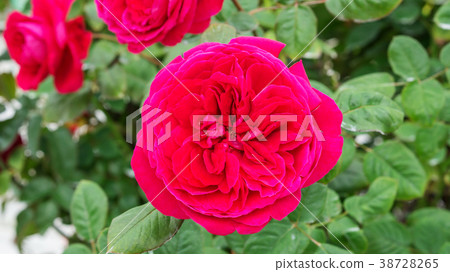 Red roses flower in the garden. 38728265