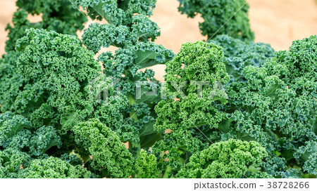 Close up of green curly kale plant in a vegetable garden. Close up of green curly kale plant in a vegetable garden. 38728266