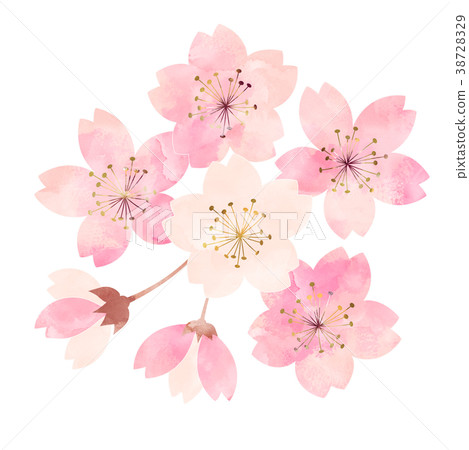 Cherry blossoms _ flowering situation _ seven minutes Cherry blossoms _ flowering situation _ seven minutes 38728329