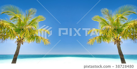 Two coconut palm trees on tropical coastline 38728480