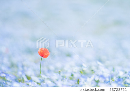 Poppy in a nemophila field Poppy in a nemophila field 38728731