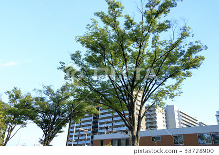 都市風景(東京,Oi,夏天) 都市風景(東京,Oi,夏天) 38728900