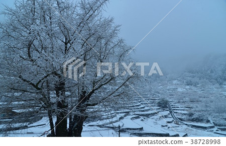 Kochi Prefecture Nishikigawa Town Snowy Ginkgo and rice terraces 38728998