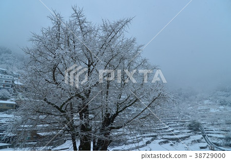 Kochi Prefecture Nishikigawa Town Snowy Ginkgo and rice terraces 38729000